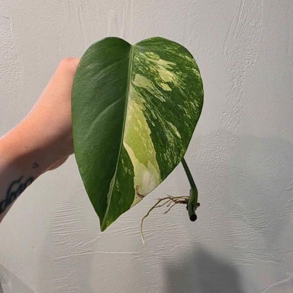 Monstera Aurea Variegata Rooted Cuttings